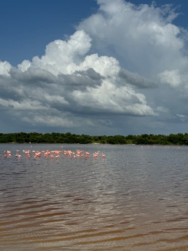 Photo from Flamingos, Yucatán
